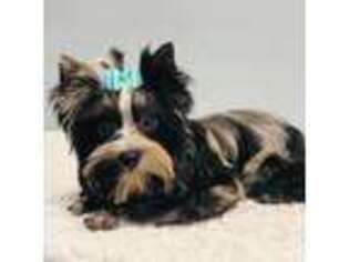 Yorkshire Terrier Puppy for sale in Palm Coast, FL, USA