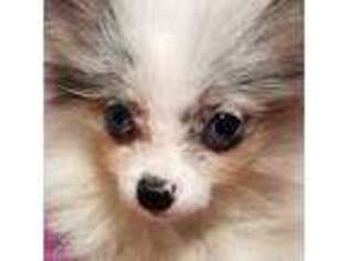 Pomeranian Puppy for sale in Sheffield Lake, OH, USA