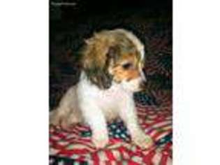 Beagle Puppy for sale in Gilbert, AZ, USA