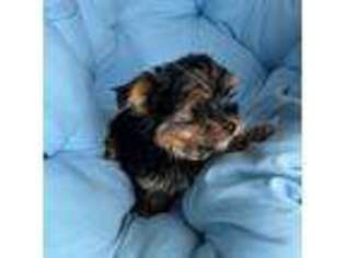 Yorkshire Terrier Puppy for sale in Hardinsburg, KY, USA