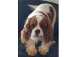 Cavalier King Charles Spaniel Puppy for sale in Crystal, MI, USA