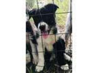 Border Collie Puppy for sale in Tampa, FL, USA