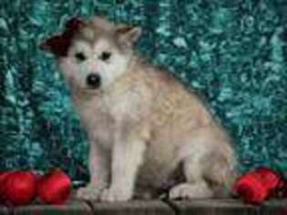 Alaskan Malamute Puppy for sale in Liberty, KY, USA
