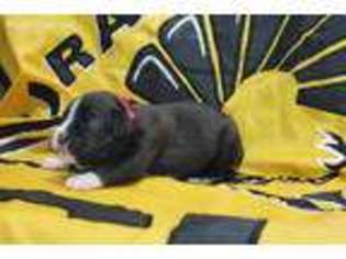 Boxer Puppy for sale in Chester, VA, USA