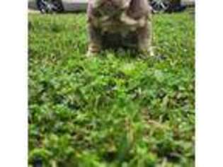 Bulldog Puppy for sale in Lake Jackson, TX, USA