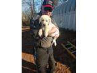 Labrador Retriever Puppy for sale in Queen City, TX, USA
