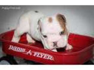 Bulldog Puppy for sale in Cary, NC, USA