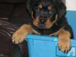 Mutt Puppy for sale in CAPITOL HEIGHTS, MD, USA