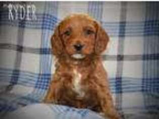 Cavapoo Puppy for sale in Plummer, ID, USA