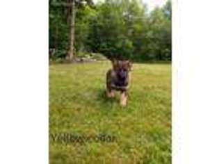 German Shepherd Dog Puppy for sale in Richland, NY, USA