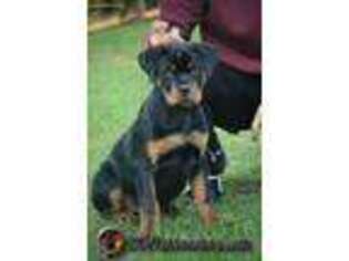 Rottweiler Puppy for sale in Mcdonough, GA, USA