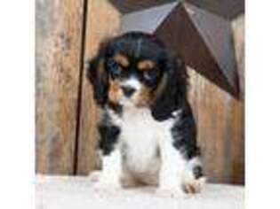 Cavalier King Charles Spaniel Puppy for sale in Millersburg, OH, USA