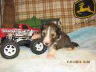 Shetland Sheepdog Puppy for sale in KERRVILLE, TX, USA