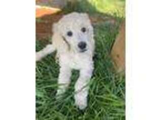 Mutt Puppy for sale in Rush Springs, OK, USA