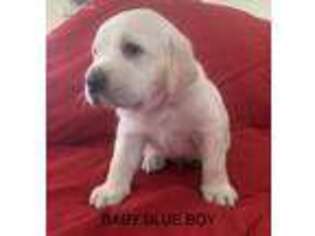 Labrador Retriever Puppy for sale in Stone, ID, USA