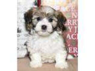 Havanese Puppy for sale in Fredericksburg, OH, USA