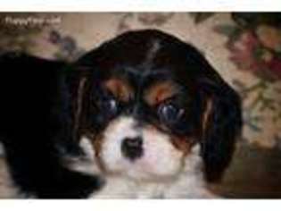 Cavalier King Charles Spaniel Puppy for sale in Springboro, OH, USA