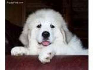 Great Pyrenees Puppy for sale in Mouth Of Wilson, VA, USA