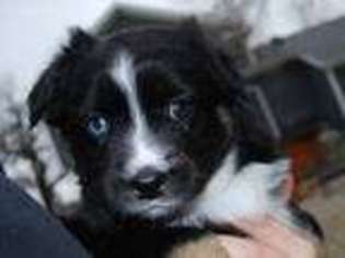 Australian Shepherd Puppy for sale in Topeka, KS, USA