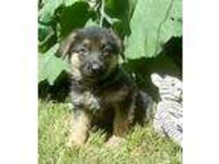 German Shepherd Dog Puppy for sale in Masontown, PA, USA