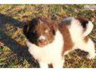Newfoundland Puppy for sale in Greensboro, NC, USA