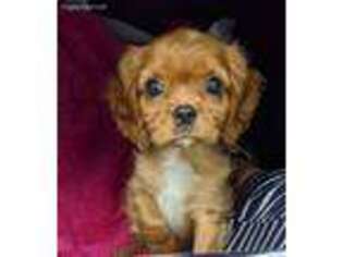 Cavalier King Charles Spaniel Puppy for sale in Palm Bay, FL, USA