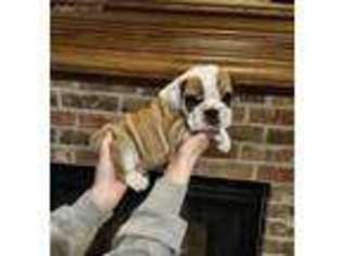 Bulldog Puppy for sale in Choctaw, OK, USA