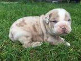 Olde English Bulldogge Puppy for sale in Chetek, WI, USA