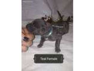 Great Dane Puppy for sale in Douglasville, GA, USA