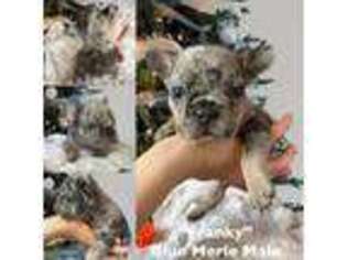 French Bulldog Puppy for sale in Saratoga Springs, NY, USA