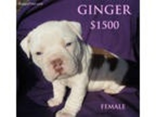 Olde English Bulldogge Puppy for sale in Durant, OK, USA