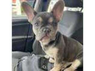French Bulldog Puppy for sale in Rockdale, TX, USA