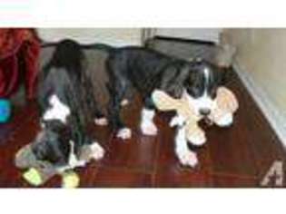 Great Dane Puppy for sale in ROUND ROCK, TX, USA