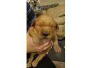 Golden Retriever Puppy for sale in Hoboken, GA, USA
