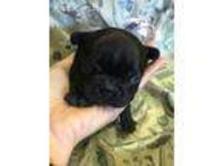 French Bulldog Puppy for sale in Angleton, TX, USA