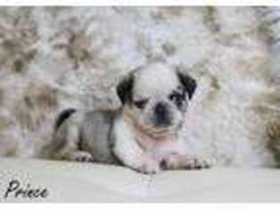 Pug Puppy for sale in Rock Valley, IA, USA