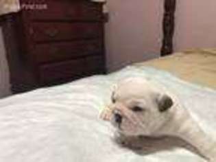 Bulldog Puppy for sale in Oak Ridge, TN, USA