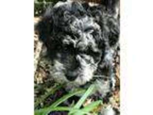 Labradoodle Puppy for sale in Lake City, FL, USA