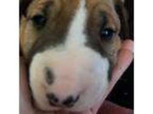 Bull Terrier Puppy for sale in Fredonia, NY, USA