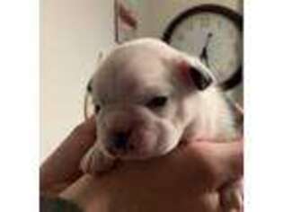 French Bulldog Puppy for sale in Medford, OR, USA