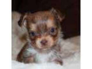 Yorkshire Terrier Puppy for sale in Belpre, OH, USA