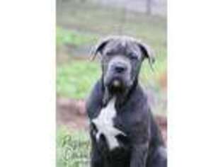 Cane Corso Puppy for sale in Etna Green, IN, USA
