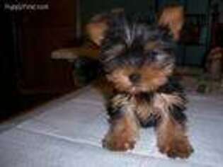 Yorkshire Terrier Puppy for sale in Lebanon, IL, USA