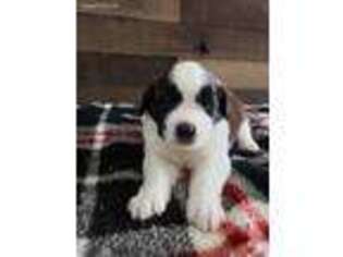 Saint Bernard Puppy for sale in Waynesboro, VA, USA