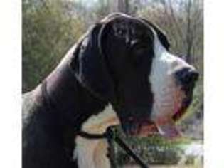 Great Dane Puppy for sale in JACKSONVILLE, NC, USA