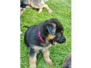 German Shepherd Dog Puppy for sale in Scottsbluff, NE, USA