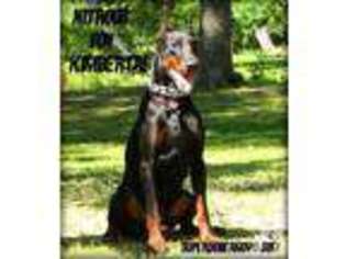 Doberman Pinscher Puppy for sale in LIVINGSTON, TX, USA