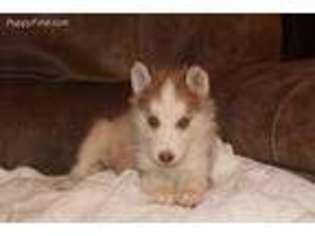 Siberian Husky Puppy for sale in Adairsville, GA, USA