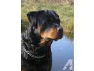 Rottweiler Puppy for sale in GRASS VALLEY, CA, USA