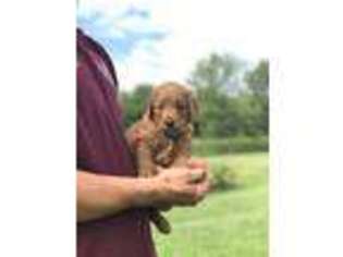 Goldendoodle Puppy for sale in Hanoverton, OH, USA
